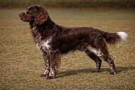 deutscher wachtelhund